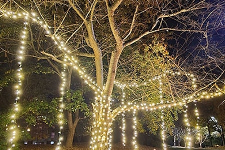 Tree Wrapping